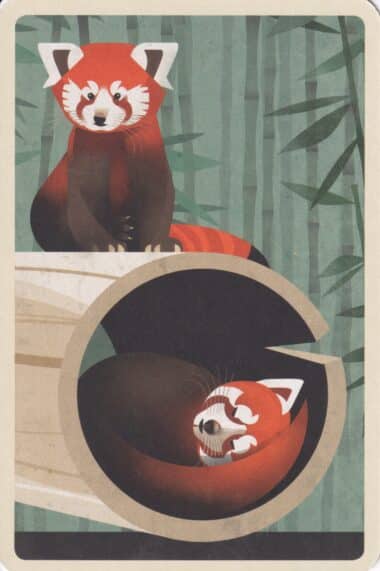 Red Pandas Colorful Printed Postcard