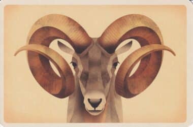 Mouflon Ram Colorful Printed Postcard