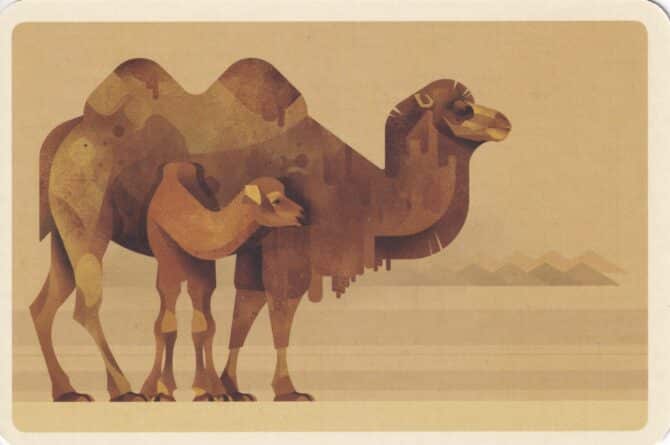 Camel Colorful Printed Postcard