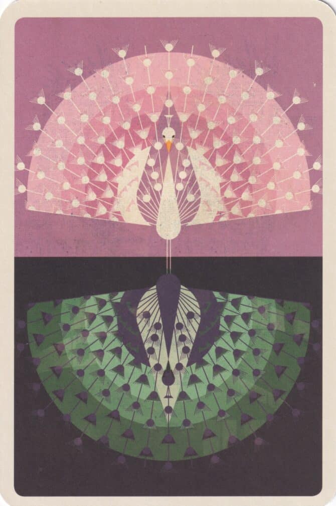 Indian Peafowl Peacock Colorful Printed Postcard
