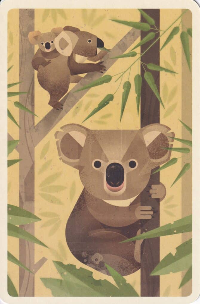Koala Bear Colorful Printed Postcard