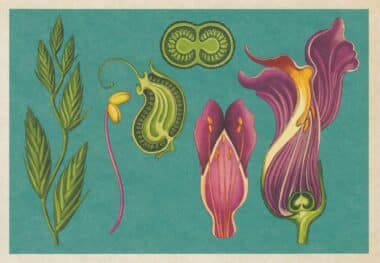 Scientific Botanical Illustration Postcard of Flower Structure of Snapdragon