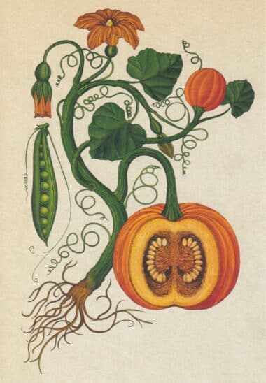 Scientific Botanical Illustration Postcard of Pumpkin Gourd