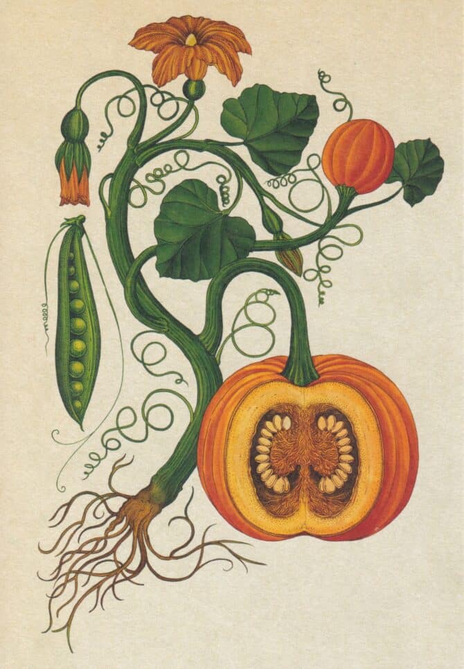 Scientific Botanical Illustration Postcard of Pumpkin Gourd