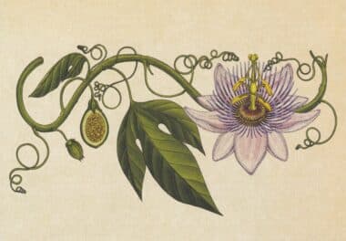 Scientific Botanical Illustration Postcard of Vines