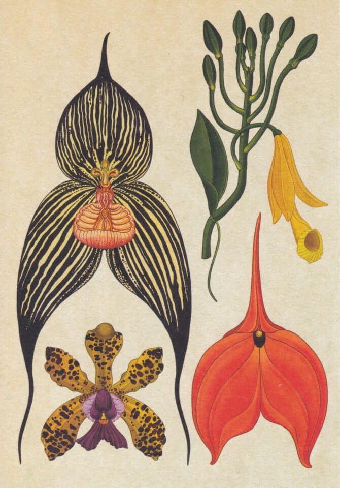Scientific Botanical Illustration Postcard of Orchids