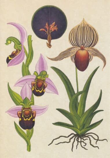 Scientific Botanical Illustration Postcard of More Orchids