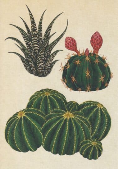 Scientific Botanical Illustration Postcard of Cacti and Succulents