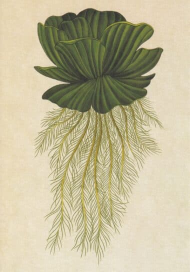 Scientific Botanical Illustration Postcard of Aquatic Plant