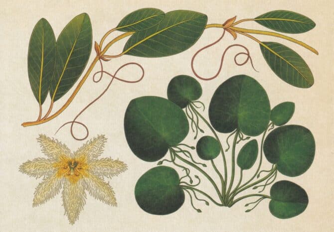 Scientific Botanical Illustration Postcard of Aquatic Weeds
