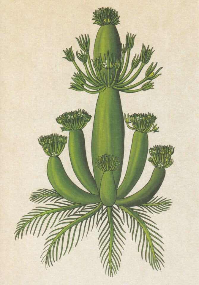 Scientific Botanical Illustration Postcard of Aquatic Primrose