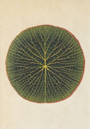 Scientific Botanical Illustration Postcard of Lily Pad