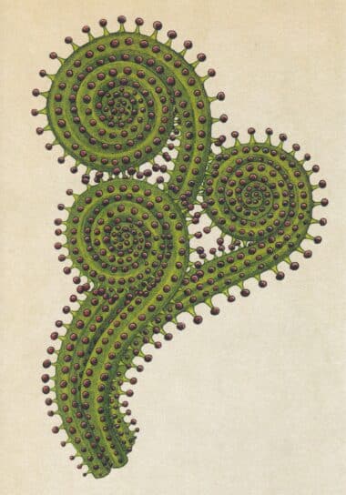 Scientific Botanical Illustration Postcard of Carnivorous Plant