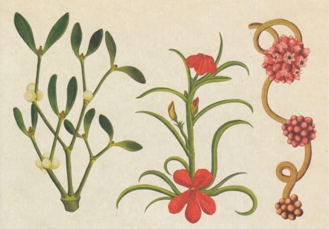 Scientific Botanical Illustration Postcard of Parasitic Plants