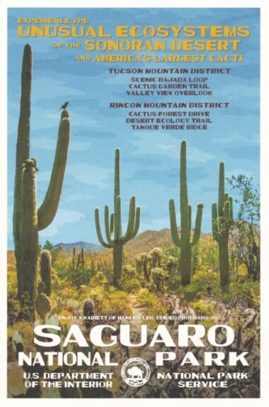 Saguaro National Park Postcard