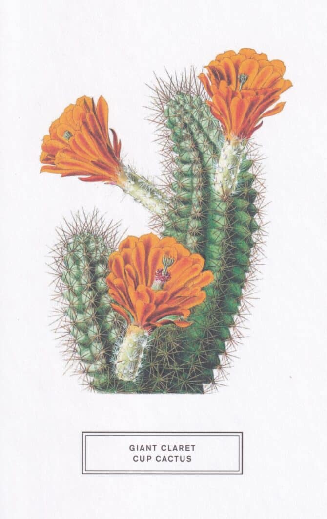 Giant Claret Cup Cactus Botanical Illustration Postcard
