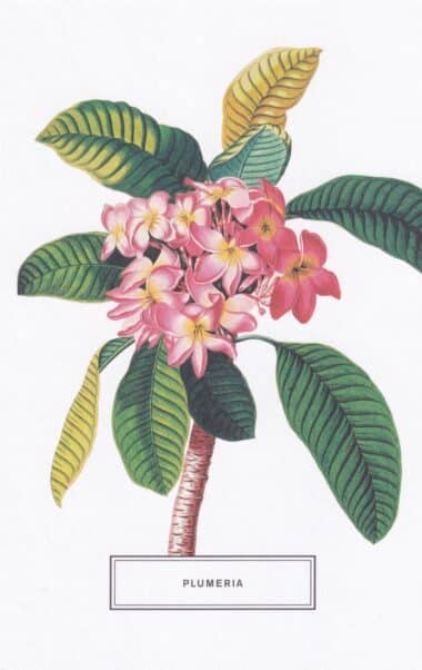 Plumeria Botanical Illustration Postcard