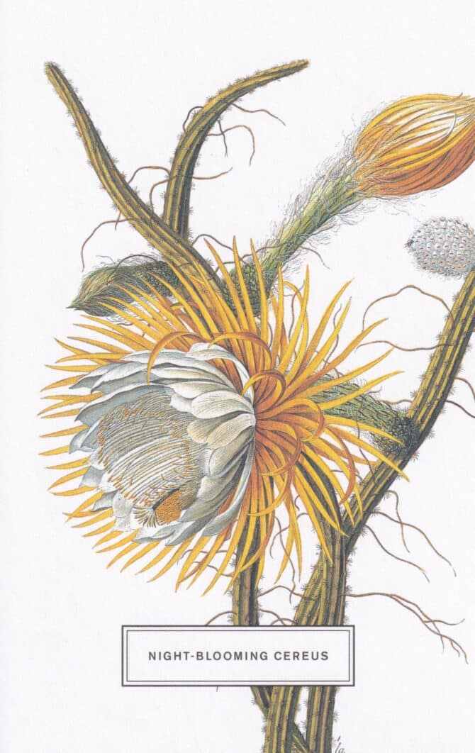 Night-Blooming Cereus Botanical Illustration Postcard