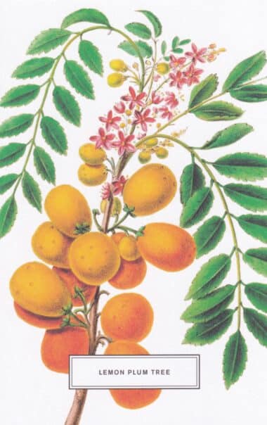 Lemon Plum Tree Botanical Illustration Postcard