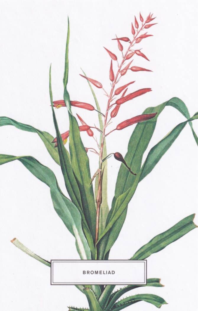 Bromeliad Botanical Illustration Postcard
