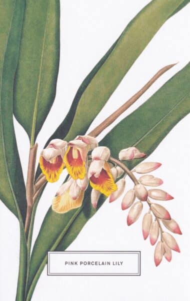 Porcelain Lily Botanical Illustration Postcard
