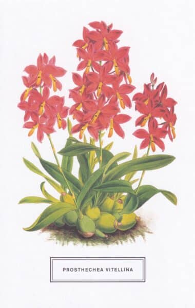 Prosthechea Vitellina Botanical Illustration Postcard