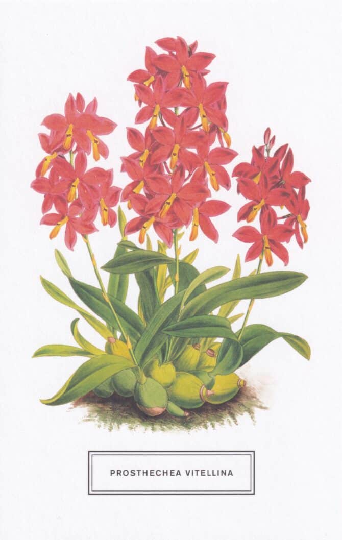 Prosthechea Vitellina Botanical Illustration Postcard