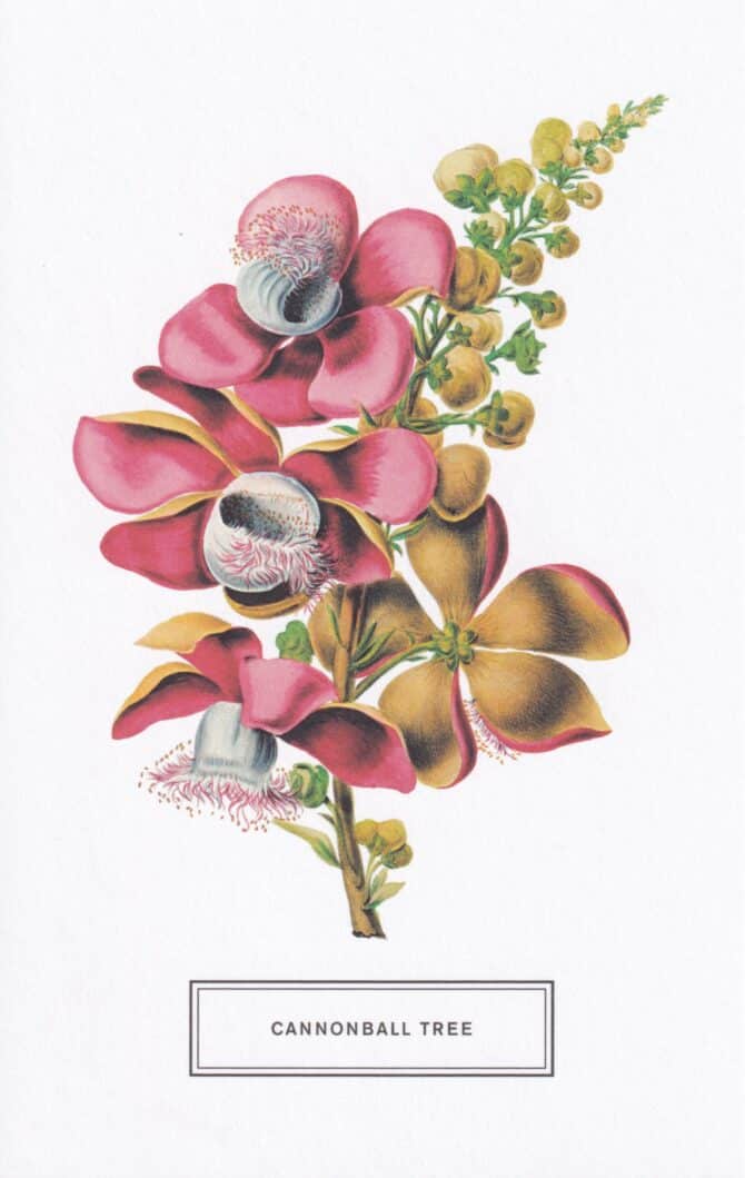 Cannonball Tree Botanical Illustration Postcard
