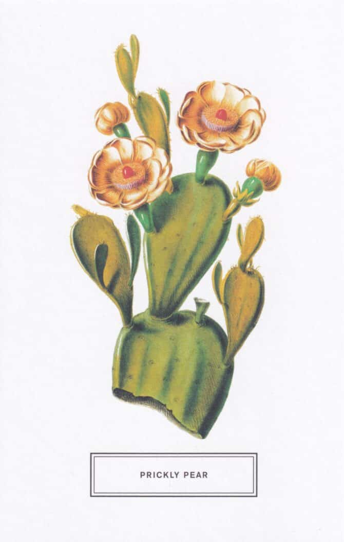 Prickly Pear Cactus Botanical Illustration Postcard