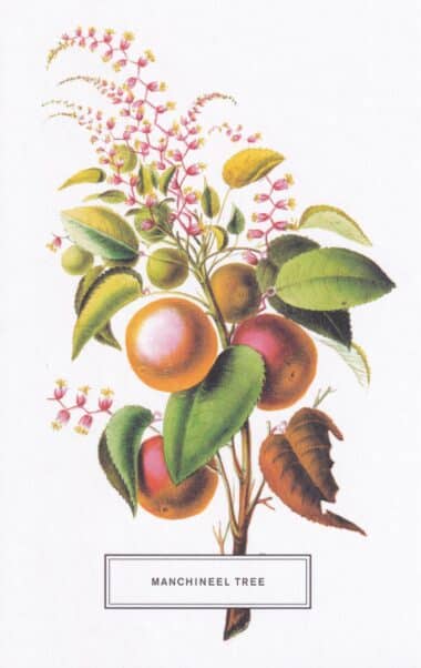 Manchineel Tree Botanical Illustration Postcard