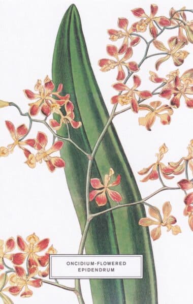 Oncidium-Flowered Epidendrum Botanical Illustration Postcard