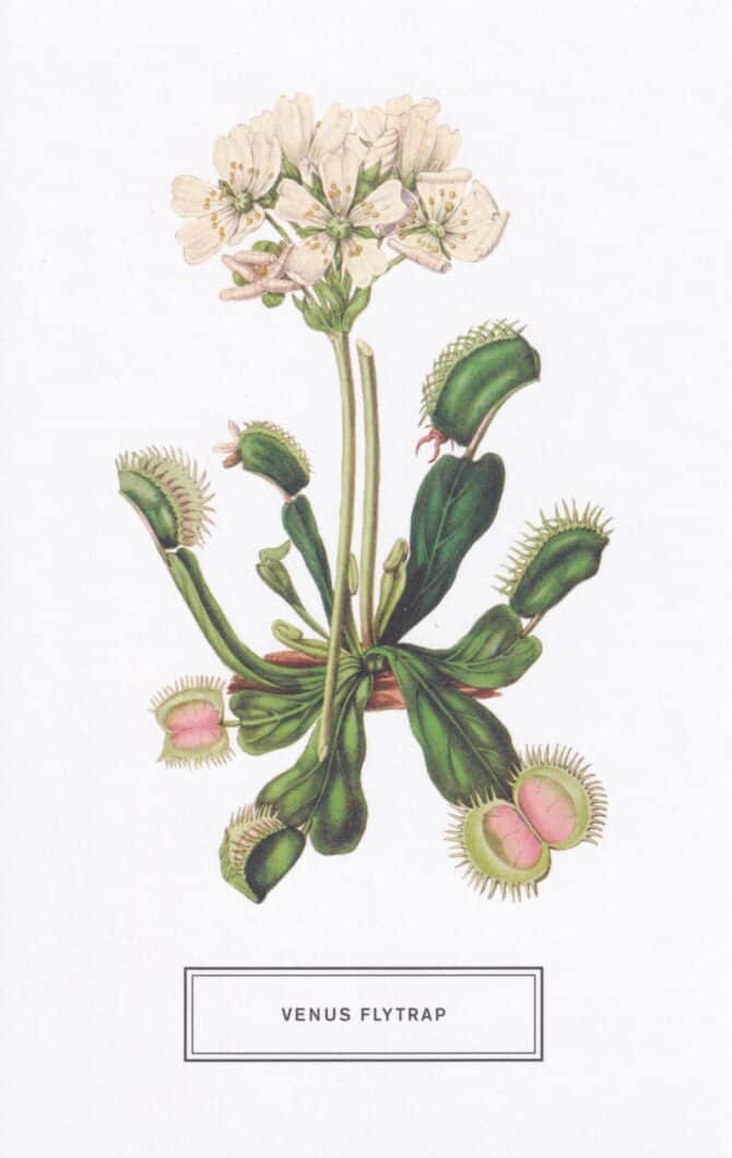 Venus Flytrap Botanical Illustration Postcard