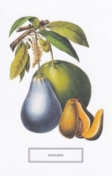 Avocado Botanical Illustration Postcard