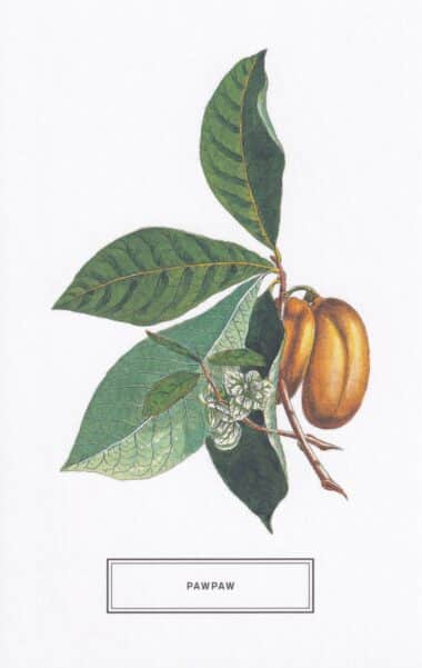 PawPaw Tropical Fruit Botanical Illustration Postcard