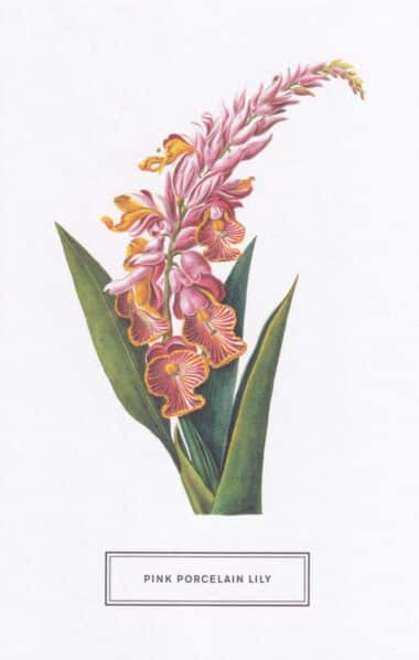 Pink Porcelain Lily Botanical Illustration Postcard