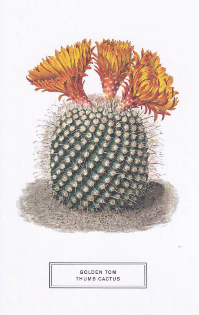 Golden Tom Thumb Cactus Botanical Illustration Postcard
