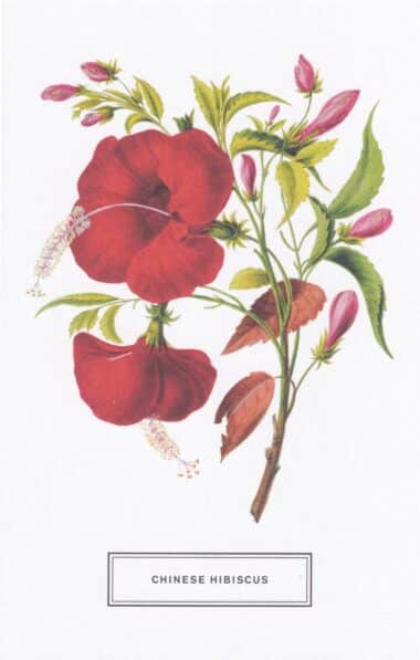 Chinese Hibiscus Flower Botanical Illustration Postcard