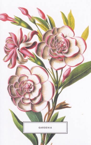 Gardenia Flower Botanical Illustration Postcard