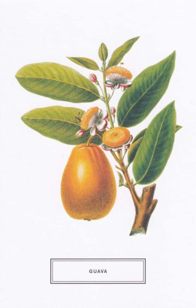 Guava Fruit Botanical Illustration Postcard