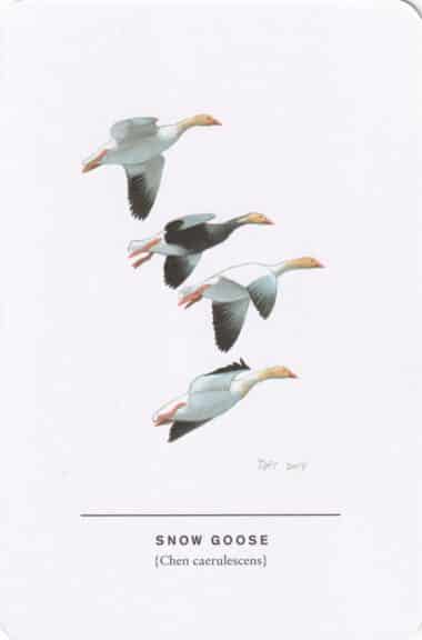 Snow Goose Sibley Bird Postcard