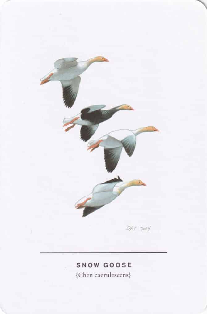 Snow Goose Sibley Bird Postcard