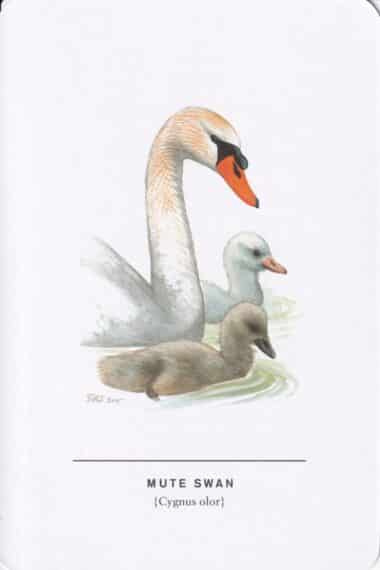 Mute Swan Sibley Bird Postcard