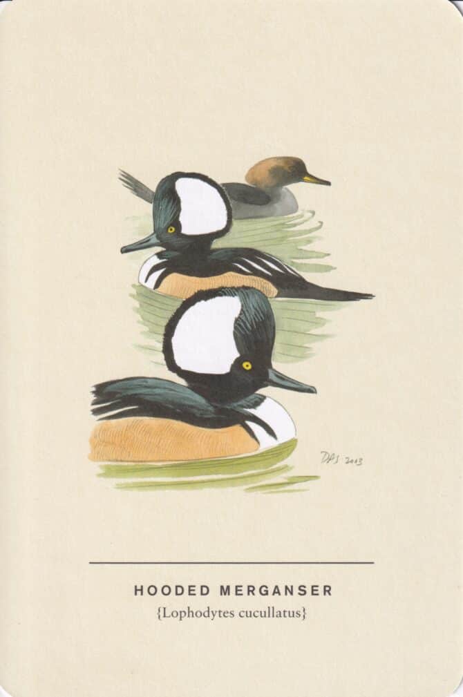 Hooded Merganser Sibley Bird Postcard