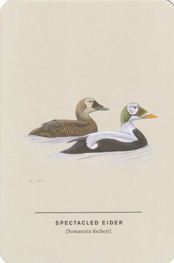 Spectacled Eider Sibley Bird Postcard