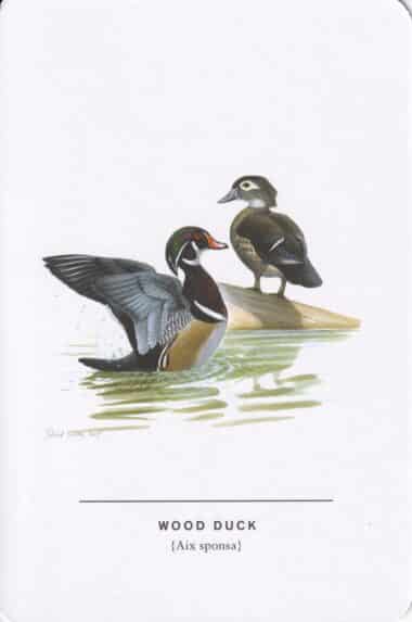 Wood Duck Sibley Bird Postcard