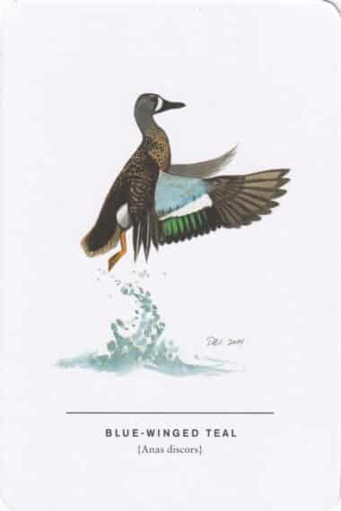 Blue-Winged Teal Sibley Bird Postcard