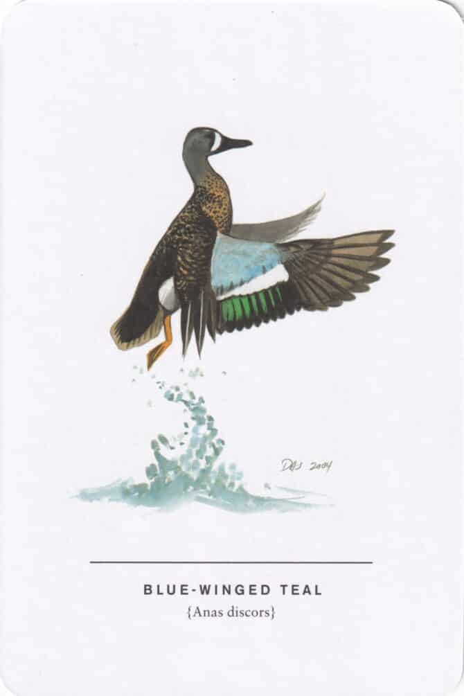 Blue-Winged Teal Sibley Bird Postcard