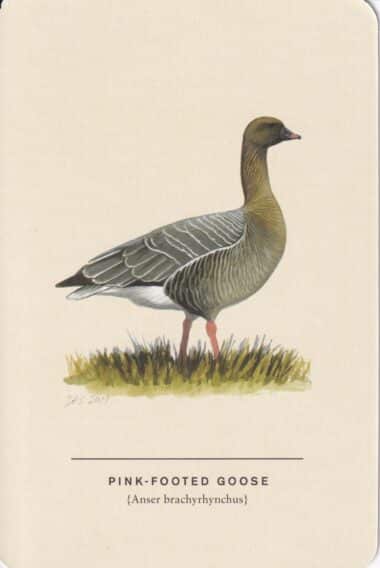 Pink-Footed Goose Sibley Bird Postcard