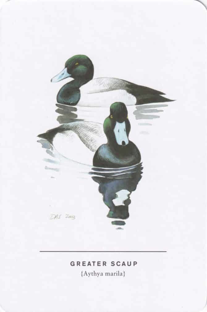Greater Scaup Sibley Bird Postcard