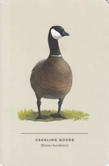 Cackling Goose Sibley Bird Postcard